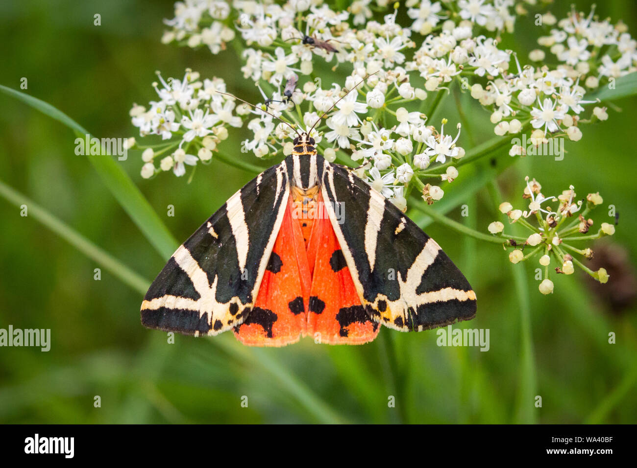 Jersey tiger (Euplagia quadripunctaria) alimentazione su un fiore bianco Foto Stock