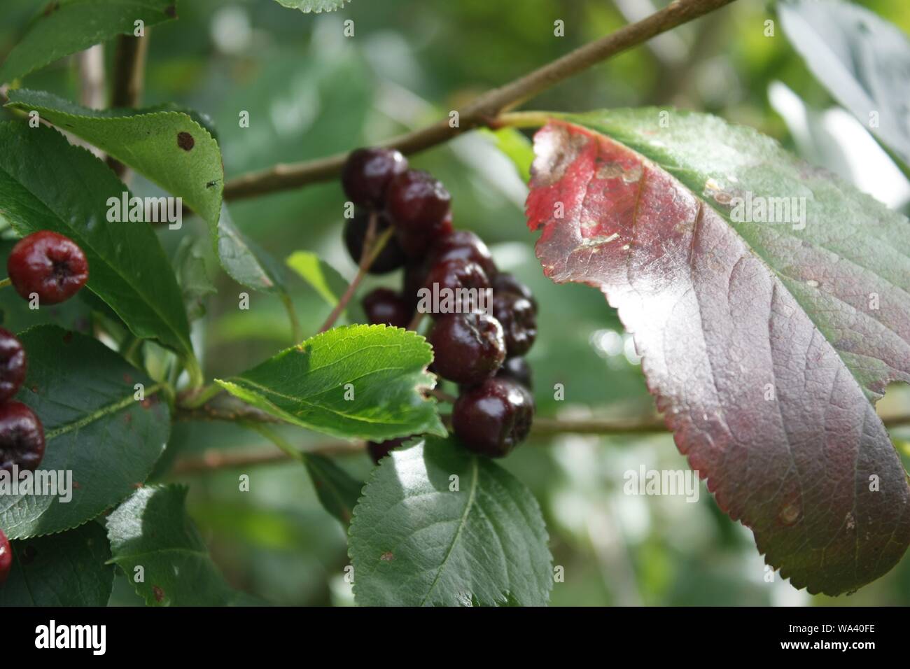 Closeup di jostaberry pianta con foglie Foto Stock