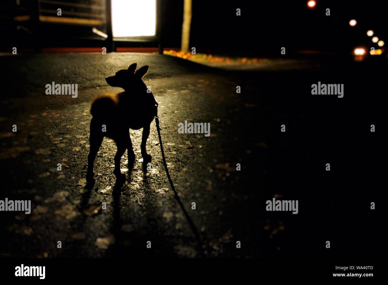 Silhouette girato di un cane con un guinzaglio intorno al suo neck camminando lungo la strada Foto Stock