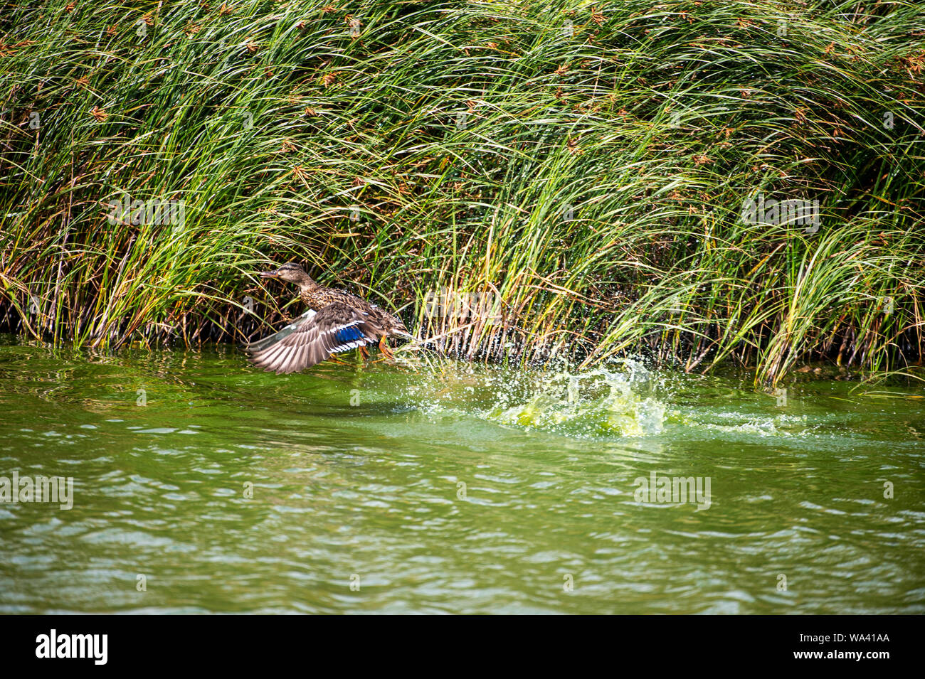 Mallard duck prendendo il largo con un tocco Foto Stock