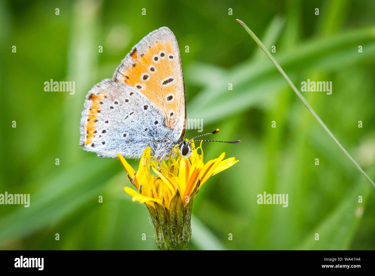 Rame di grandi dimensioni (Lycaena dispar) alimentazione sul fiore Foto Stock