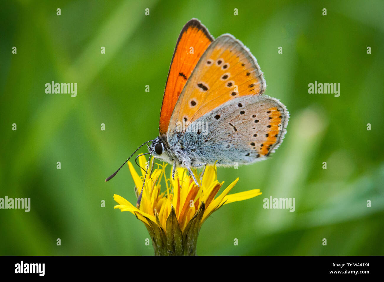 Rame di grandi dimensioni (Lycaena dispar) alimentazione sul fiore Foto Stock