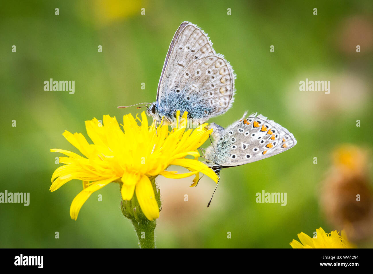 Due comuni farfalle blu (Polyommatus icarus) allevamento su un fiore giallo Foto Stock