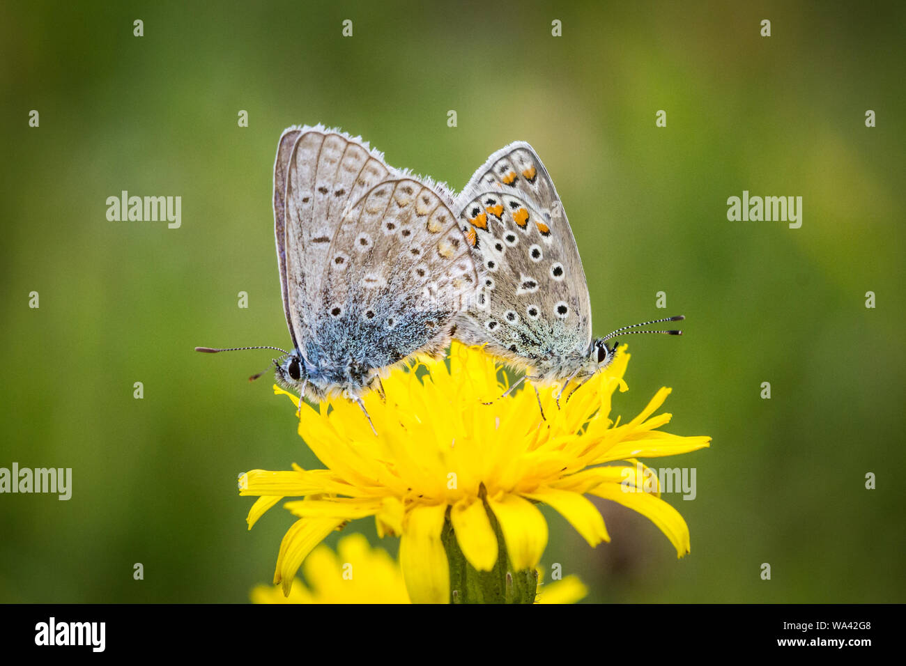 Due comuni farfalle blu (Polyommatus icarus) allevamento su un fiore giallo Foto Stock