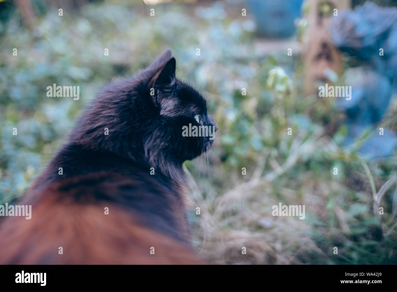 Gatto nero nel giardino Foto Stock