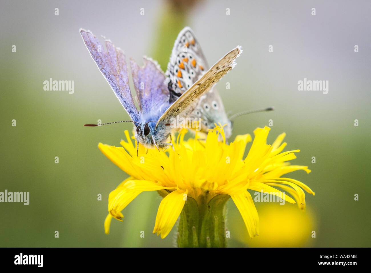 Due comuni farfalle blu (Polyommatus icarus) allevamento su un fiore giallo Foto Stock