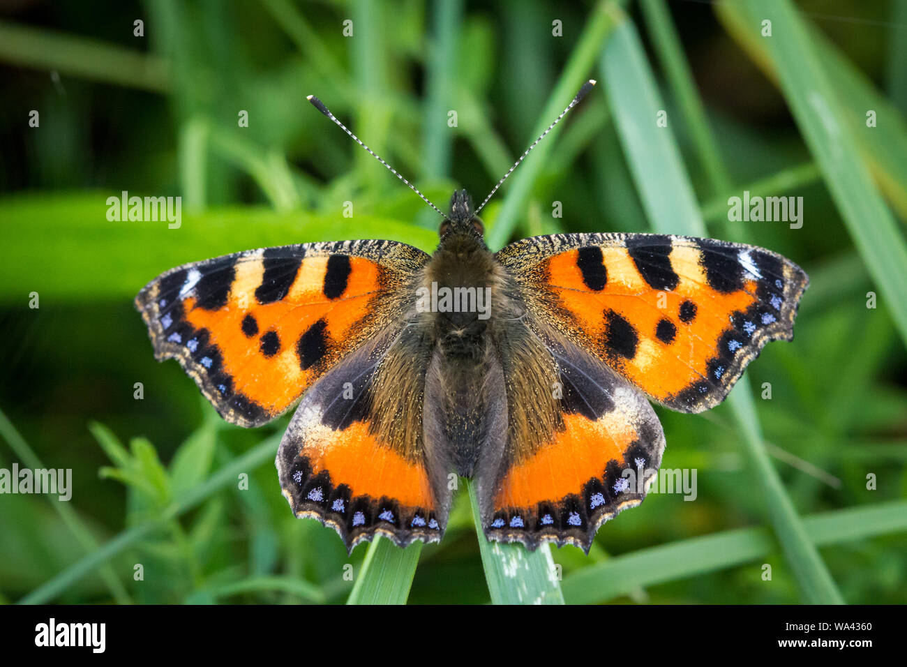 Piccola tartaruga butterfly (Aglais urticae) Foto Stock