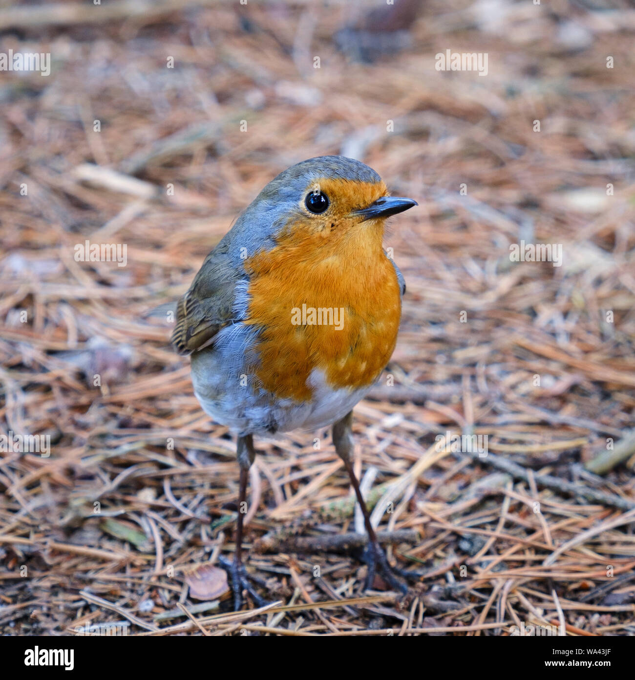 Unione robin Erithacus rubecula piccolo uccello comunemente noto come il pettirosso Foto Stock