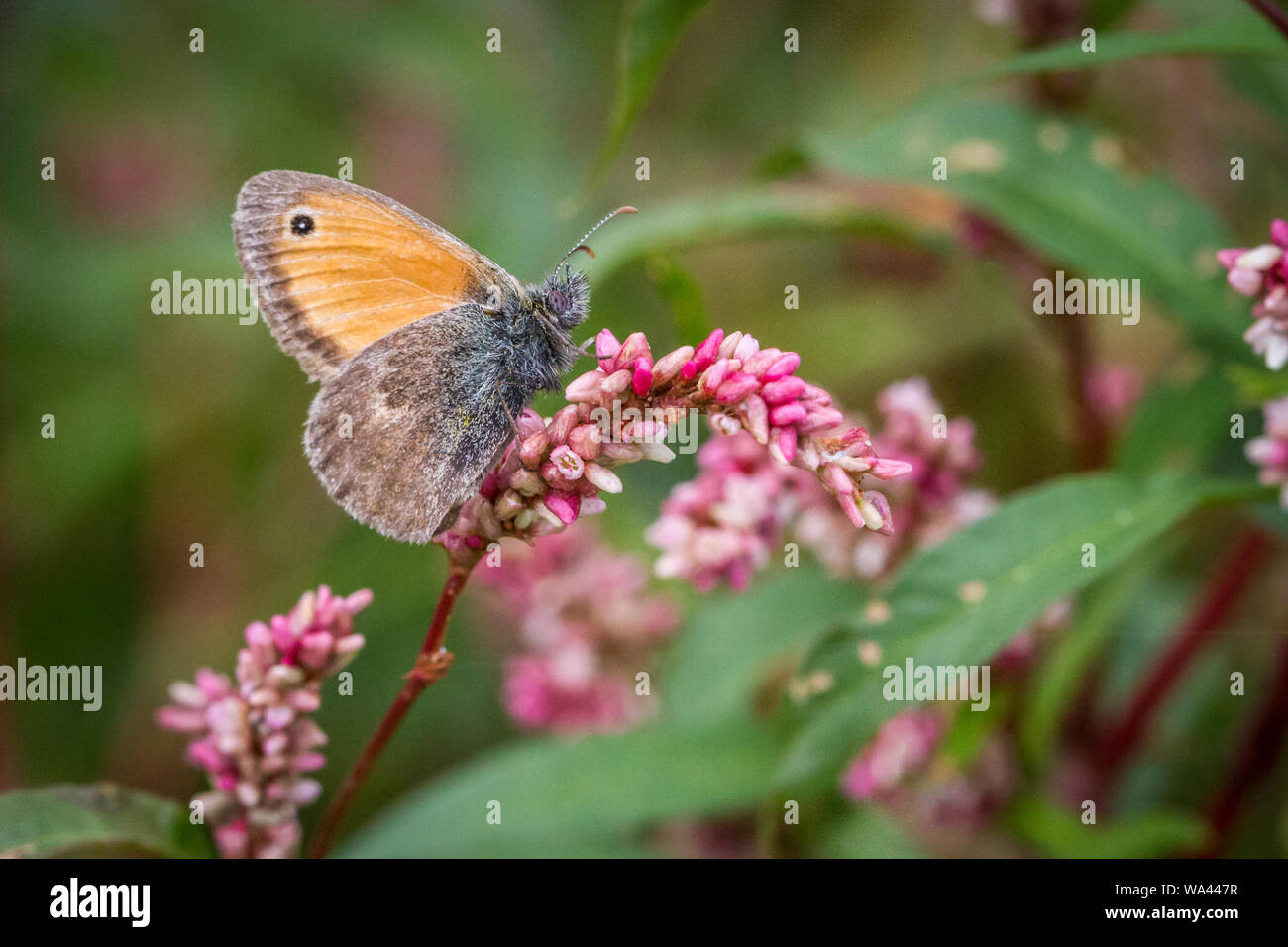 Small Heath butterfly (Lepidoptera Coenonympha pamphilus) alimentazione su un fiore rosa Foto Stock