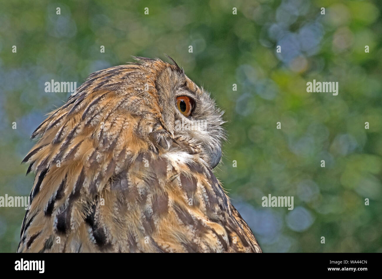 Allocco Strix aluco captive Foto Stock