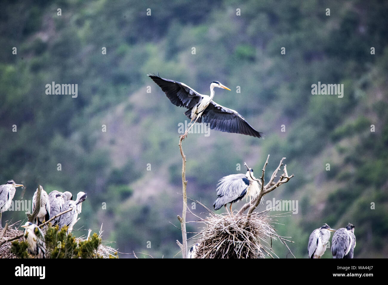 Airone Foto Stock