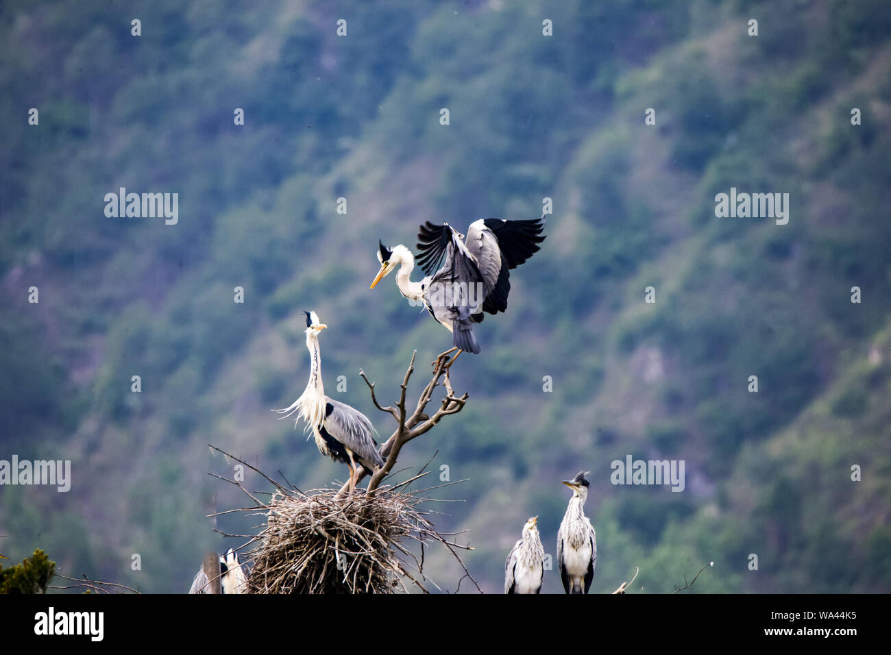 Airone Foto Stock