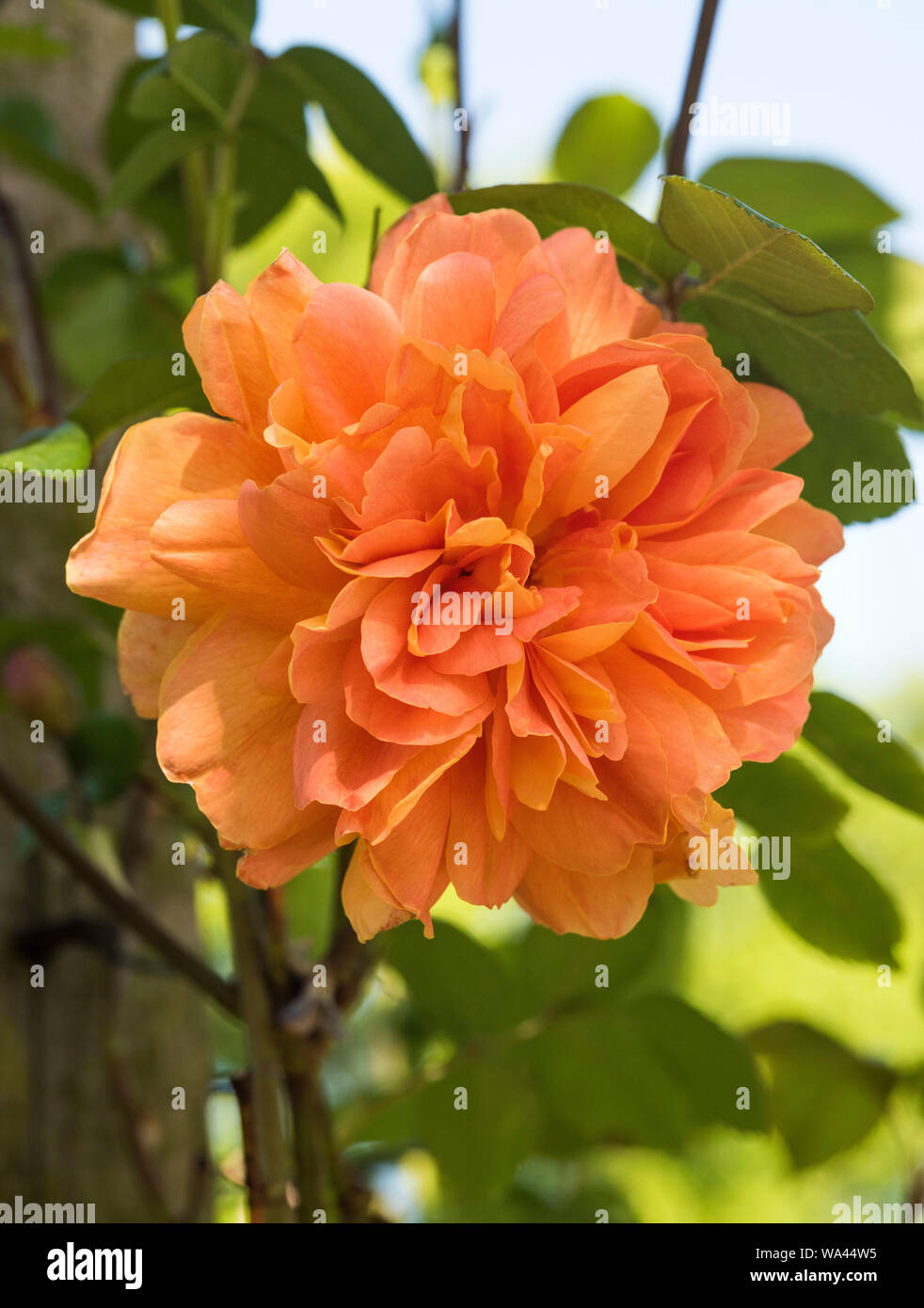 Close up arrossendo le rose rosa. Foto Stock