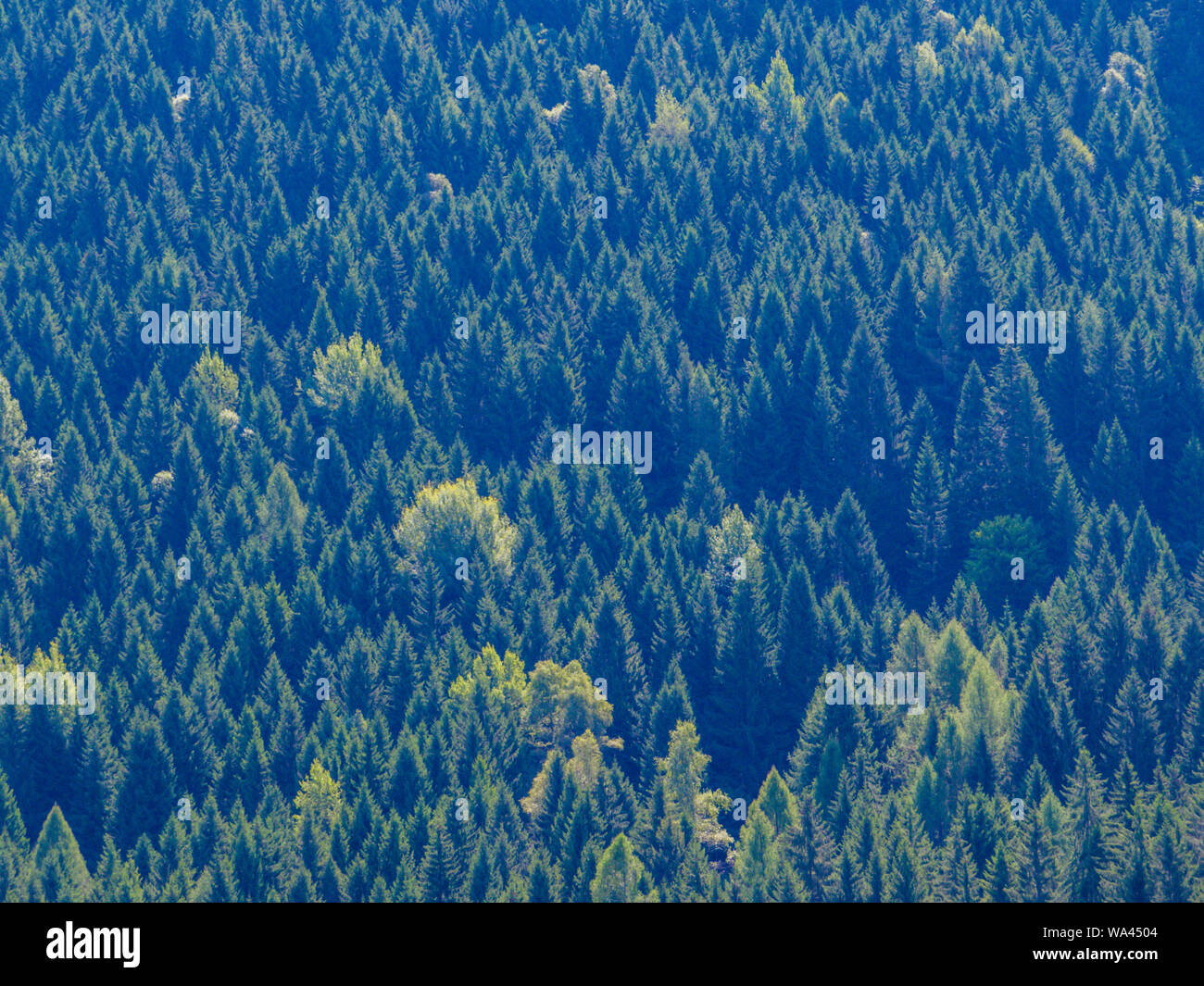 Abeti, Dolomiti, Italia del nord Foto Stock