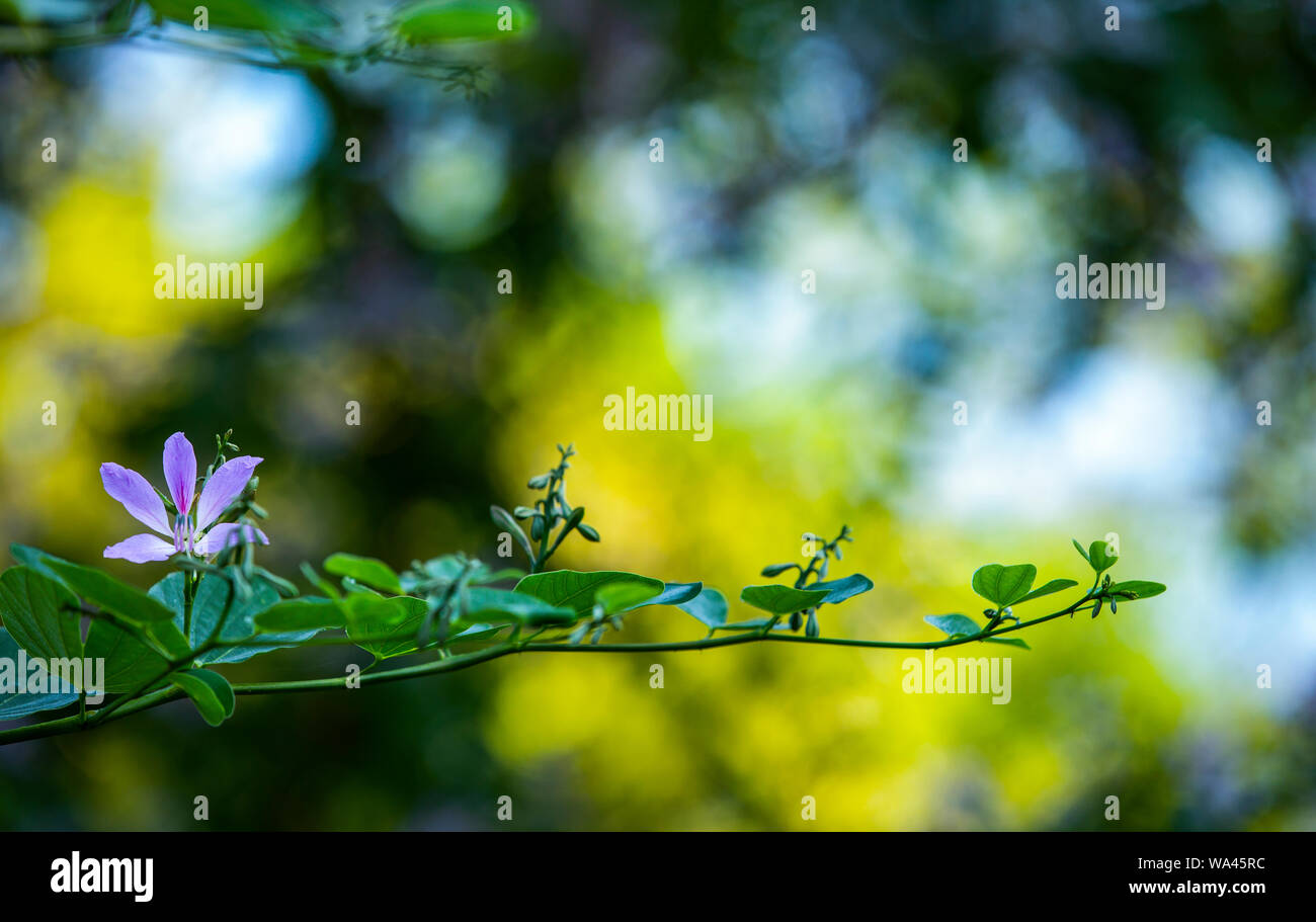 Viola lussureggiante fragil fiore è in crescita su un ramo con foglie verdi in una luce sfocata Foto Stock