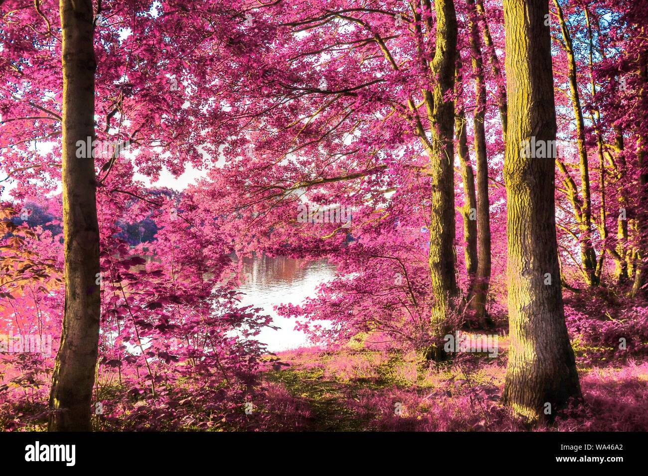 Fantasia di bella vista a raggi infrarossi in un rilassante foresta viola Foto Stock