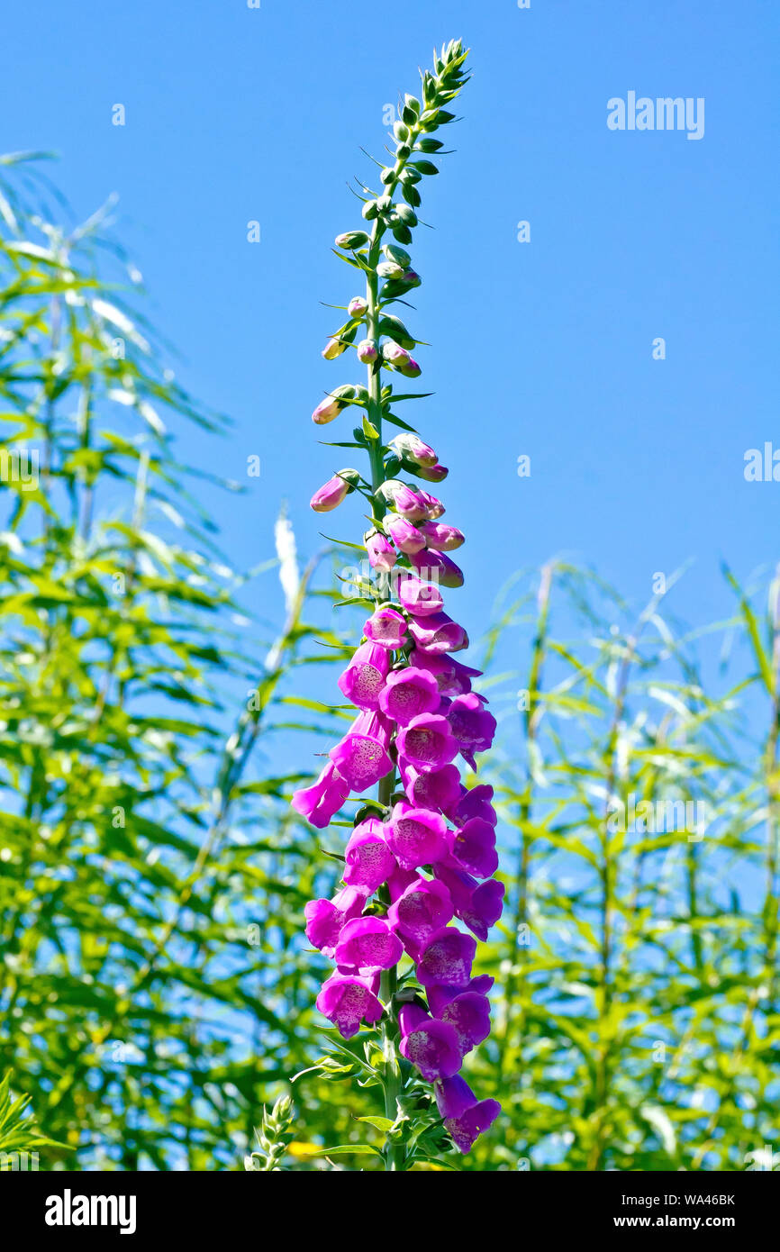 Foxglove (Digitalis purpurea), in prossimità di una singola pianta flowering contro un cielo blu. Foto Stock