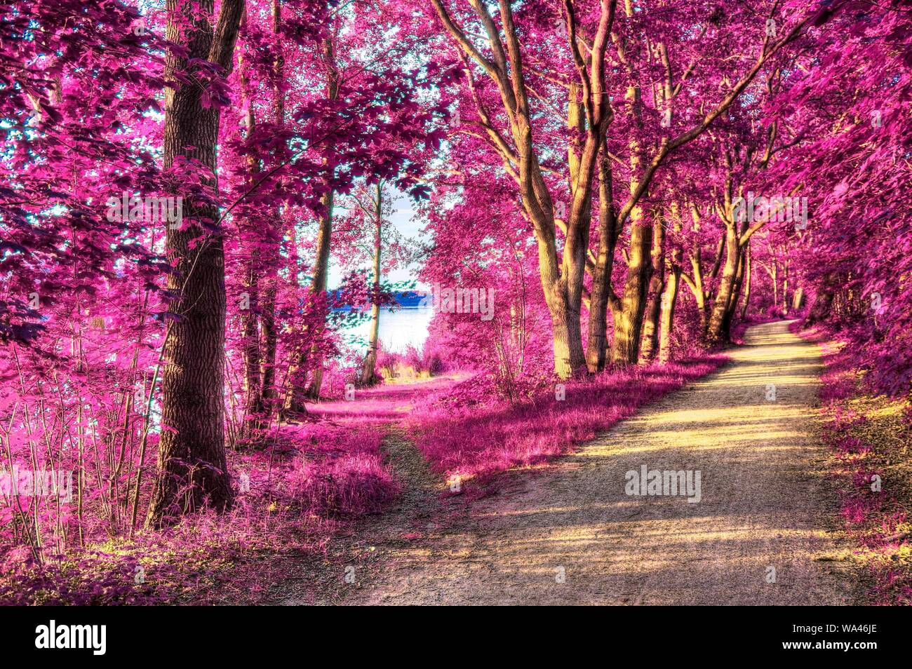 Fantasia di bella vista a raggi infrarossi in un rilassante foresta viola Foto Stock