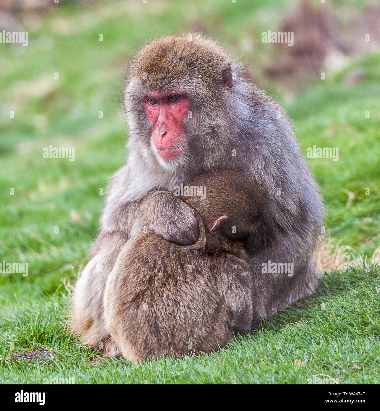 Neve scimmie (macachi giapponesi) a Highland Wildlife Park Foto Stock