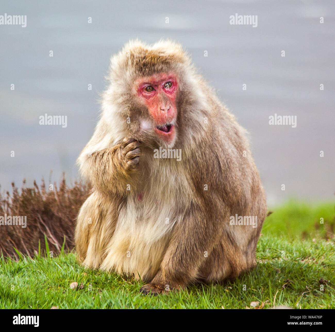 Neve scimmie (macachi giapponesi) a Highland Wildlife Park Foto Stock