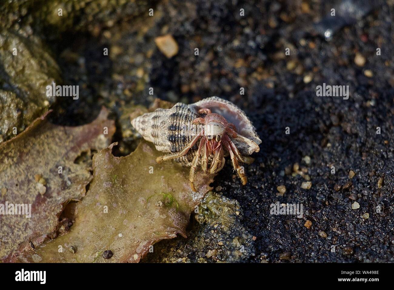Carino piccolo rosso granchio eremita proveniente dal suo guscio Foto Stock
