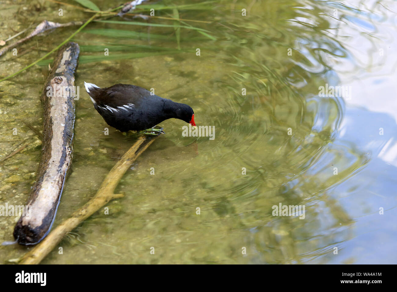 Pollo sultano poule-d'eau. / Common moorhen. Foto Stock