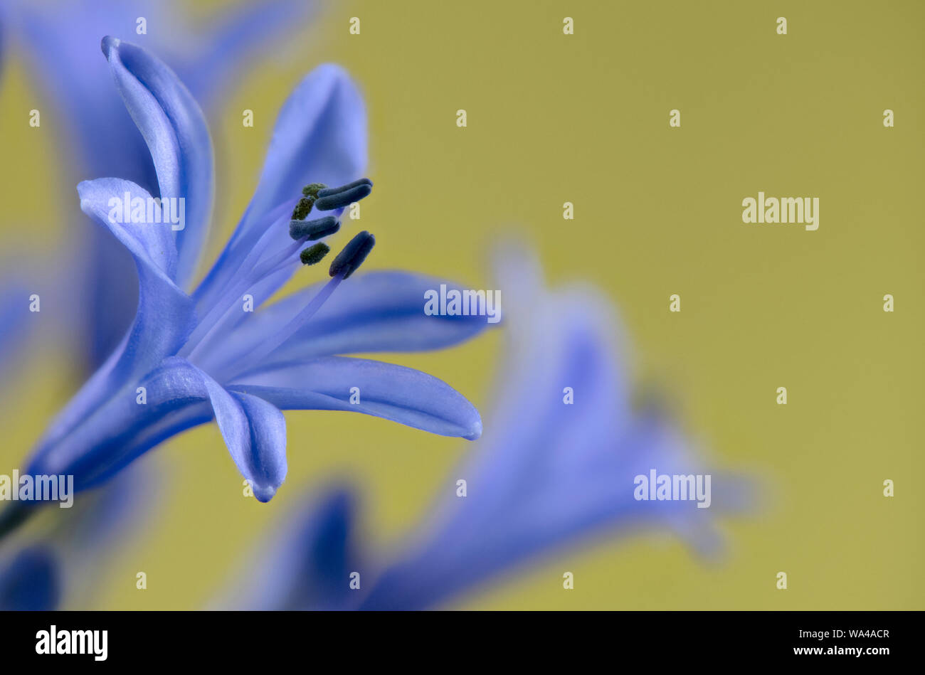 Close up di luce blu Agapanthus fiori Foto Stock