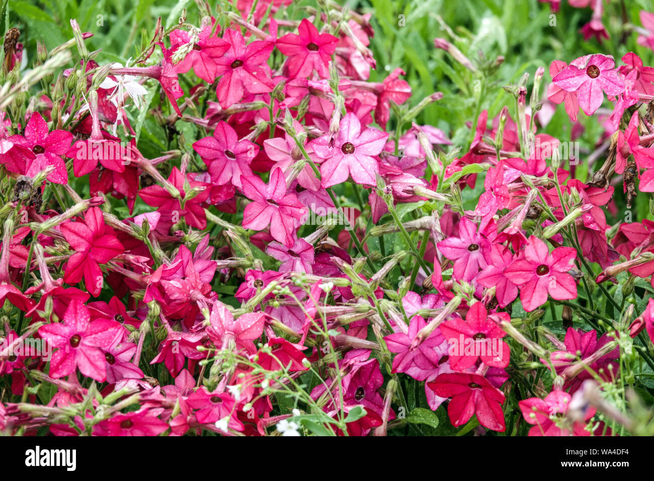 La fioritura del tabacco, Nicotiana alata 'Domino rosso" Foto Stock