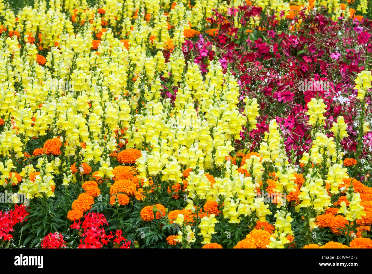 La fioritura del tabacco, bocche di leone in francese Le calendule, colorato di piante annuali in fiore giardino letto Foto Stock