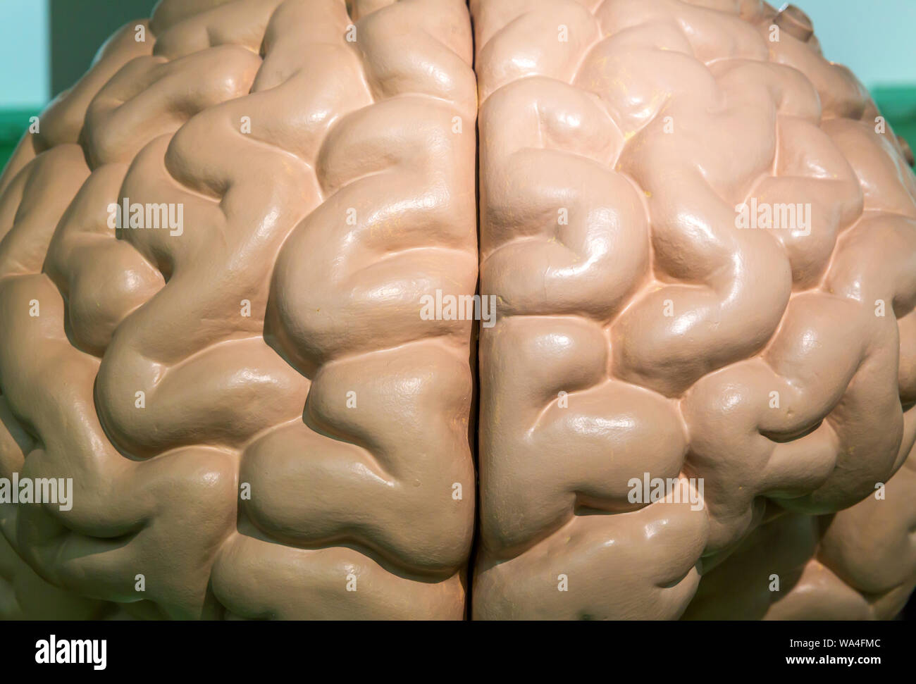 In plastica anatomica modello del cervello umano, primo piano Foto Stock