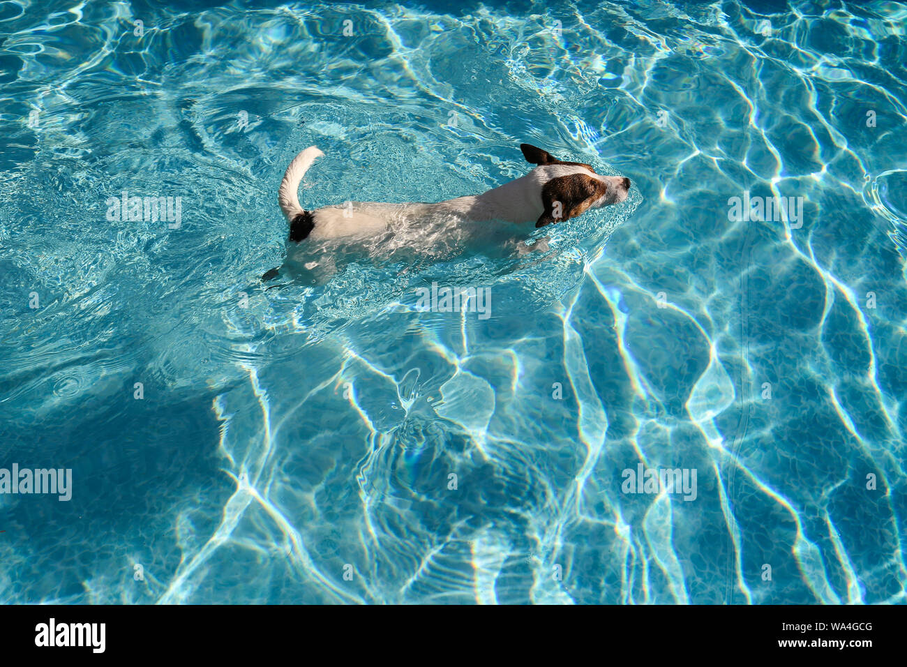Cane a nuotare in acqua chiara su una soleggiata giornata estiva all'aperto Foto Stock