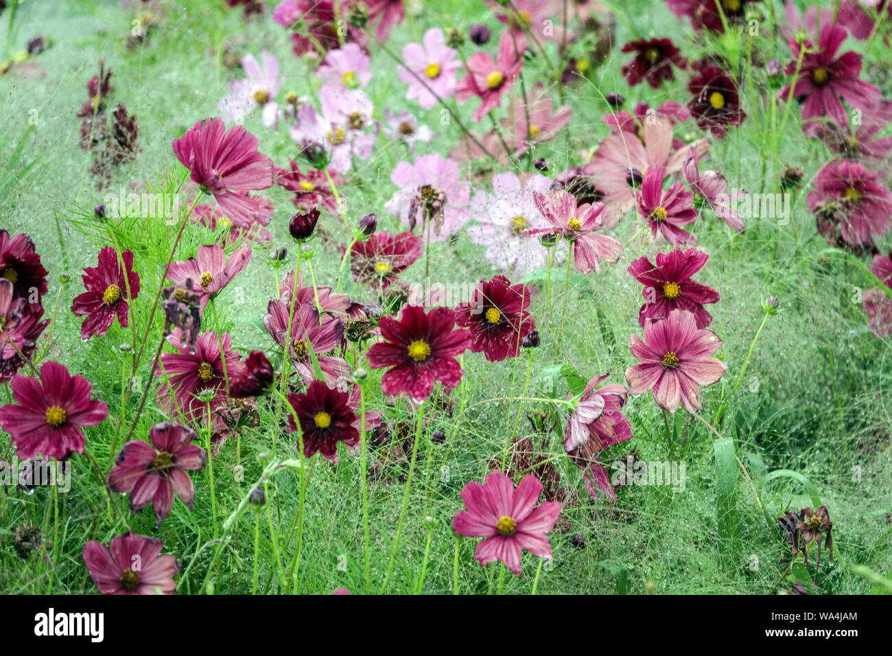 Mexican aster, Garden Cosmos bipinnatus, un'annuale aiuole in estate, giardino viola scuro Cosmos Biancheria da letto giardino Foto Stock