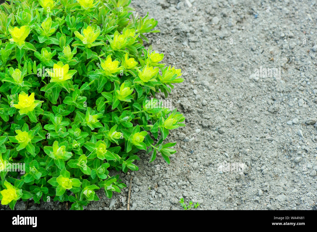 Cuscino (Euforbia Euphorbia polychroma) in primavera. Foto Stock