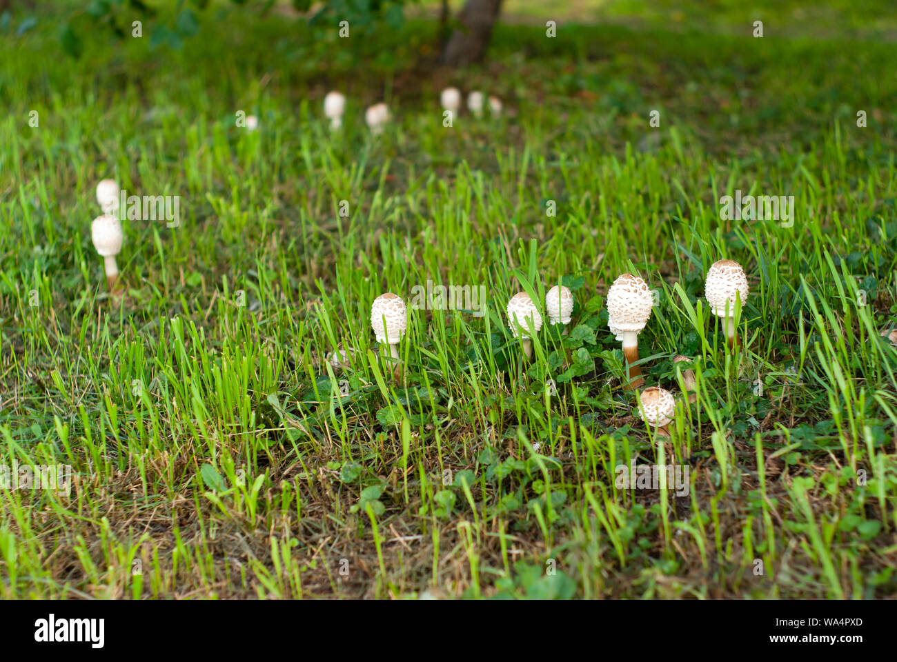 I giovani di funghi Coprinus comatus tra i rifili erba di prato Foto Stock