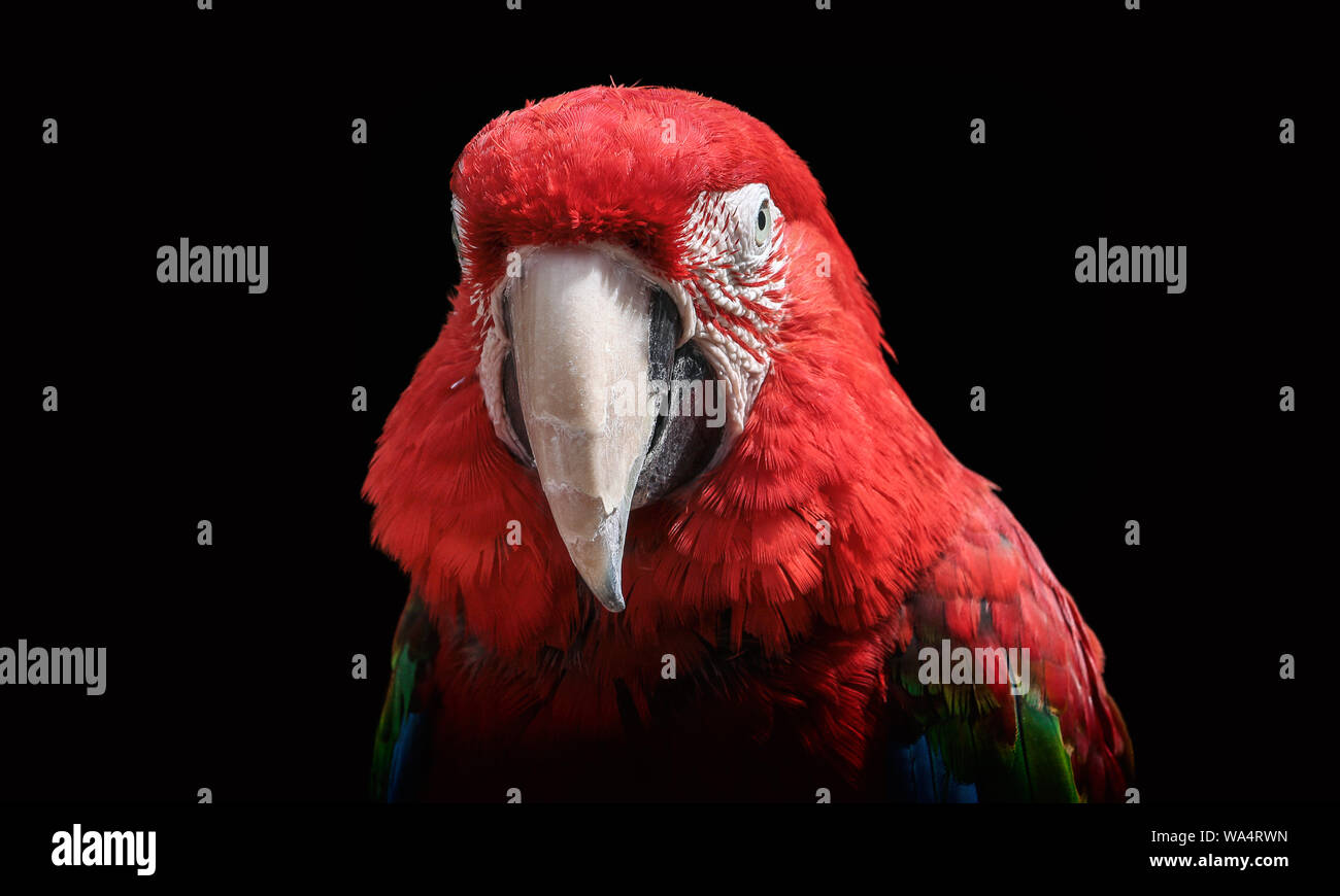 Macaw Foto Stock