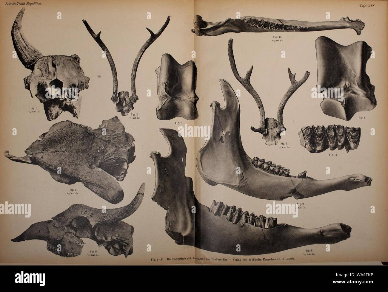 Die Pithecanthropus-Schichten auf Java Foto Stock