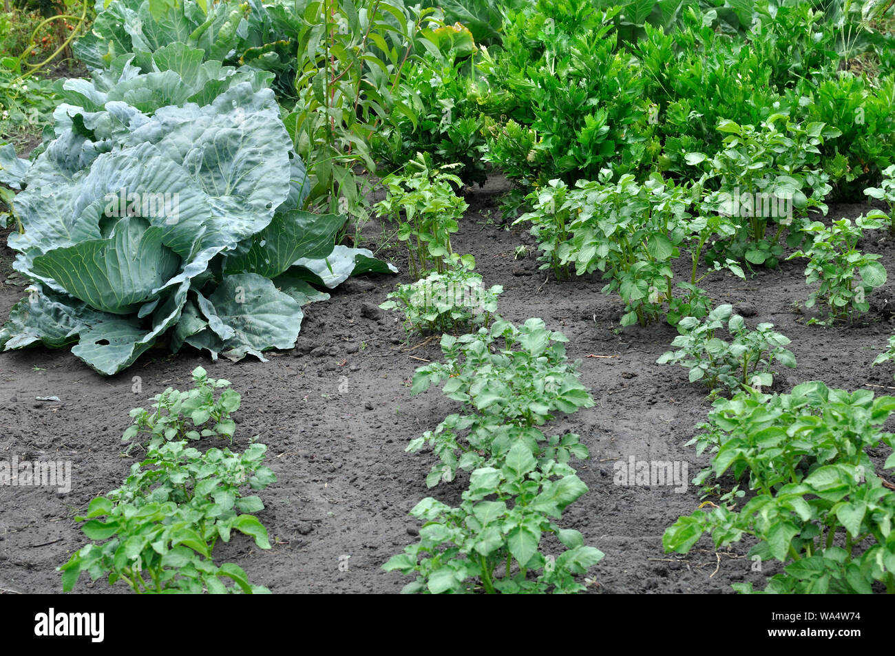 Coltivate biologicamente varie verdure nel giardino vegetale Foto Stock