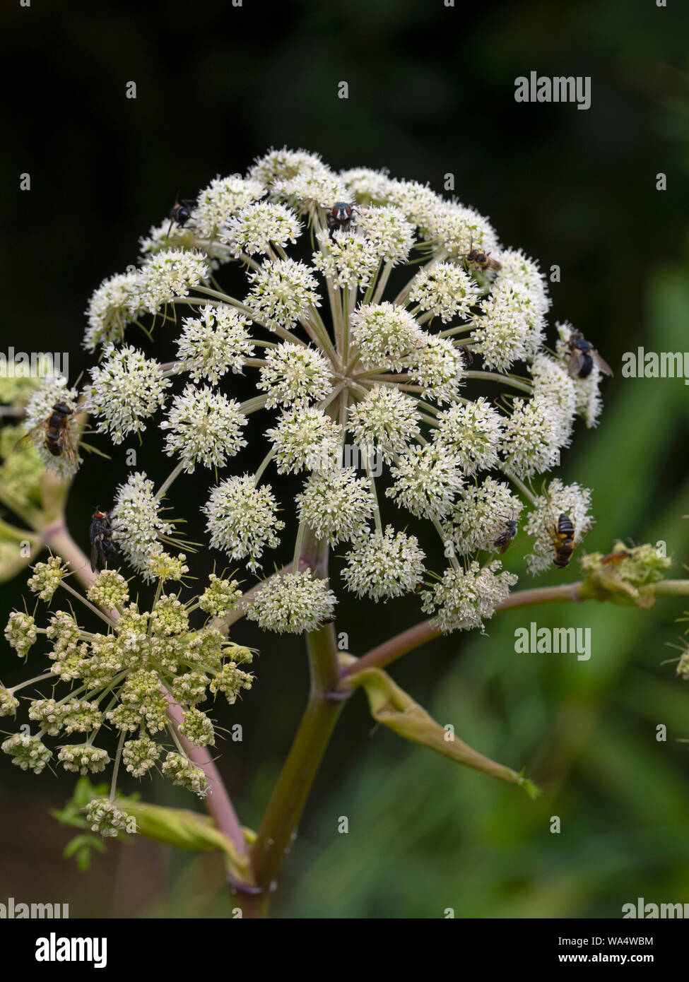 Wild Angelica Angelica sylvestris Norfolk Agosto Foto Stock