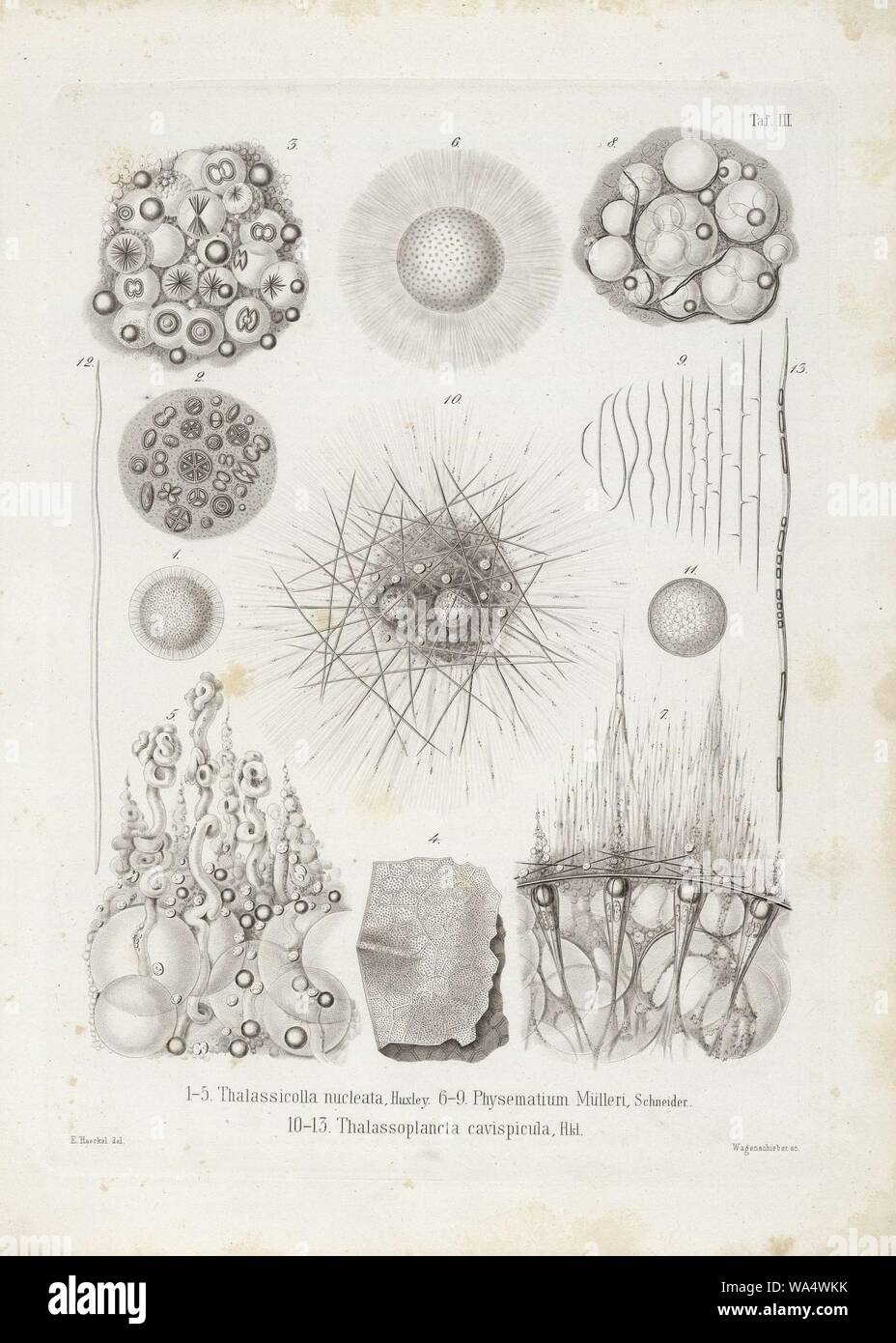 Die Radiolarien (Rhizopoda radiata) - Ernst Haeckel - Tafel 04. Foto Stock