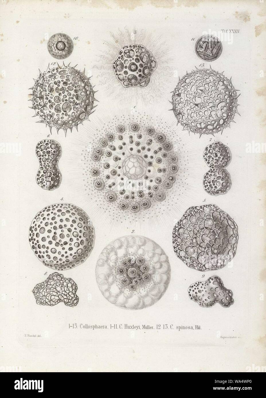 Die Radiolarien (Rhizopoda radiata) - Ernst Haeckel - Tafel 35. Foto Stock