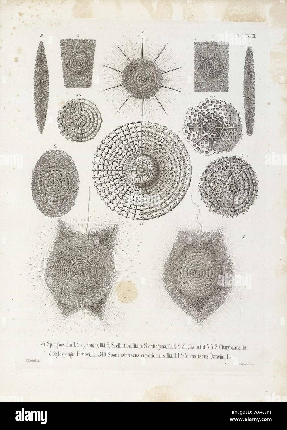 Die Radiolarien (Rhizopoda radiata) - Ernst Haeckel - Tafel 29. Foto Stock