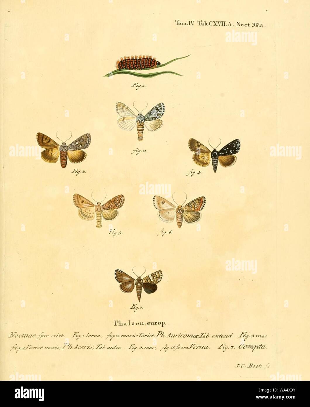 Die Schmetterlinge in Abbildungen nach der Natur Foto Stock