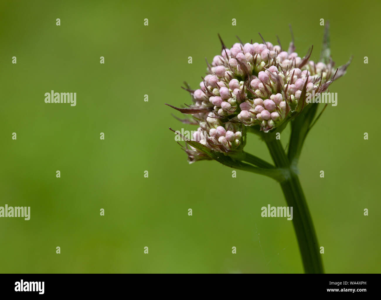 Prato selvaggio fiore in bud Foto Stock