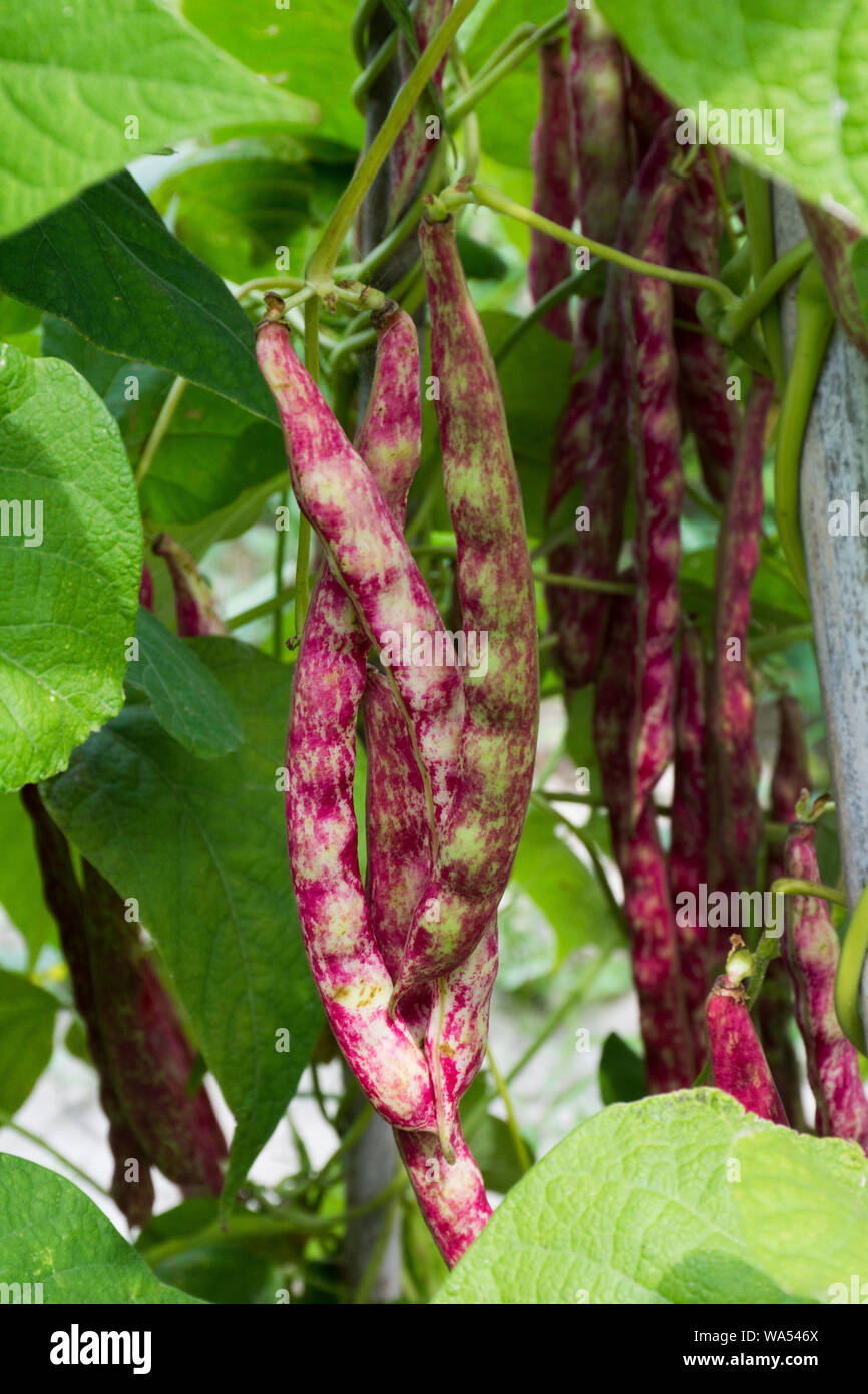 La scalata di fagioli rossi Foto Stock