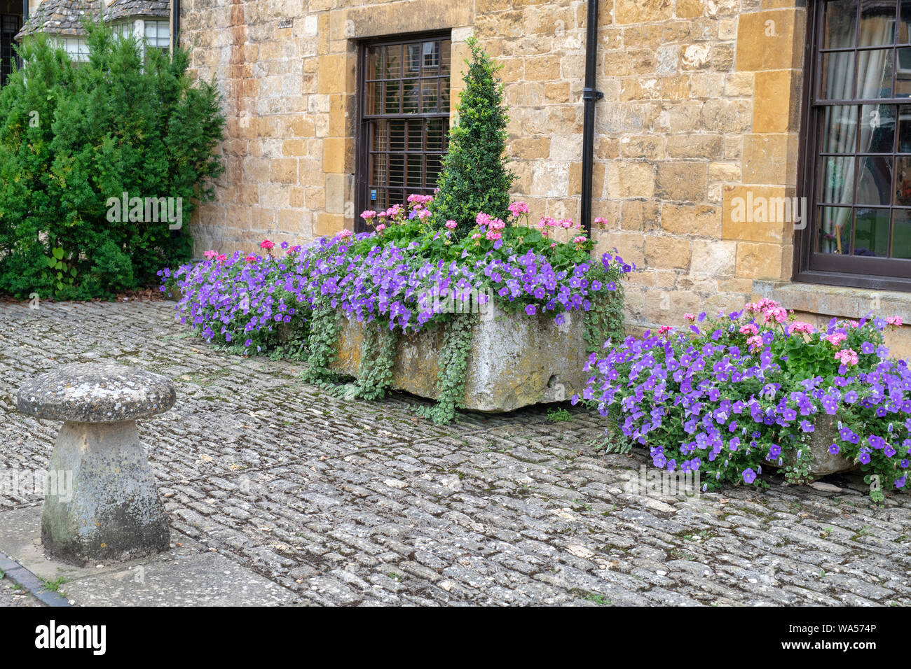 La Petunia Surfinia 'Sky Blue' fiori in piantatrici al di fuori di un cottage in Broadway, Cotswolds, Worcestershire, Inghilterra Foto Stock