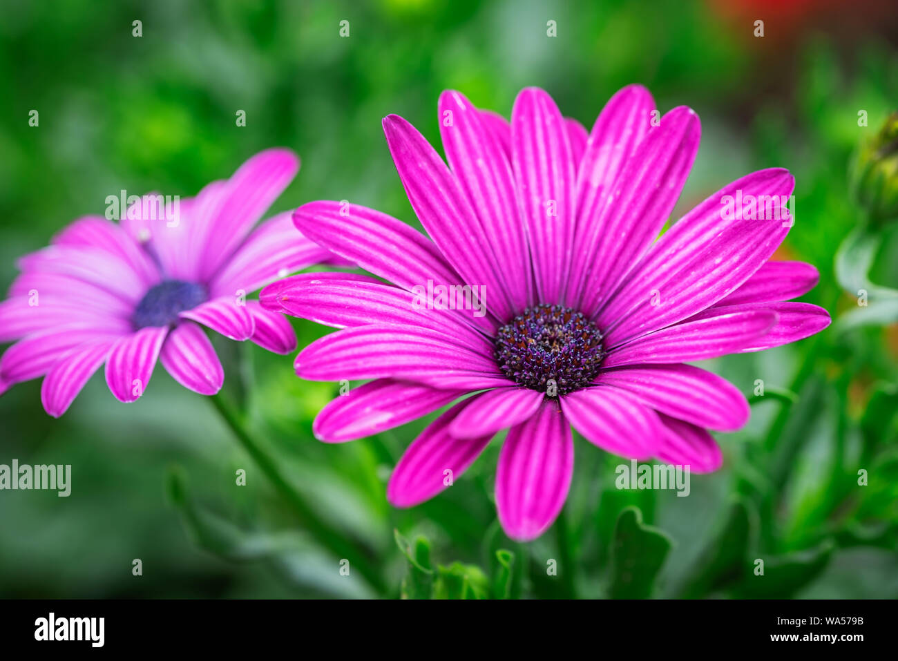 Crisantemo viola fiore su sfondo verde Foto Stock