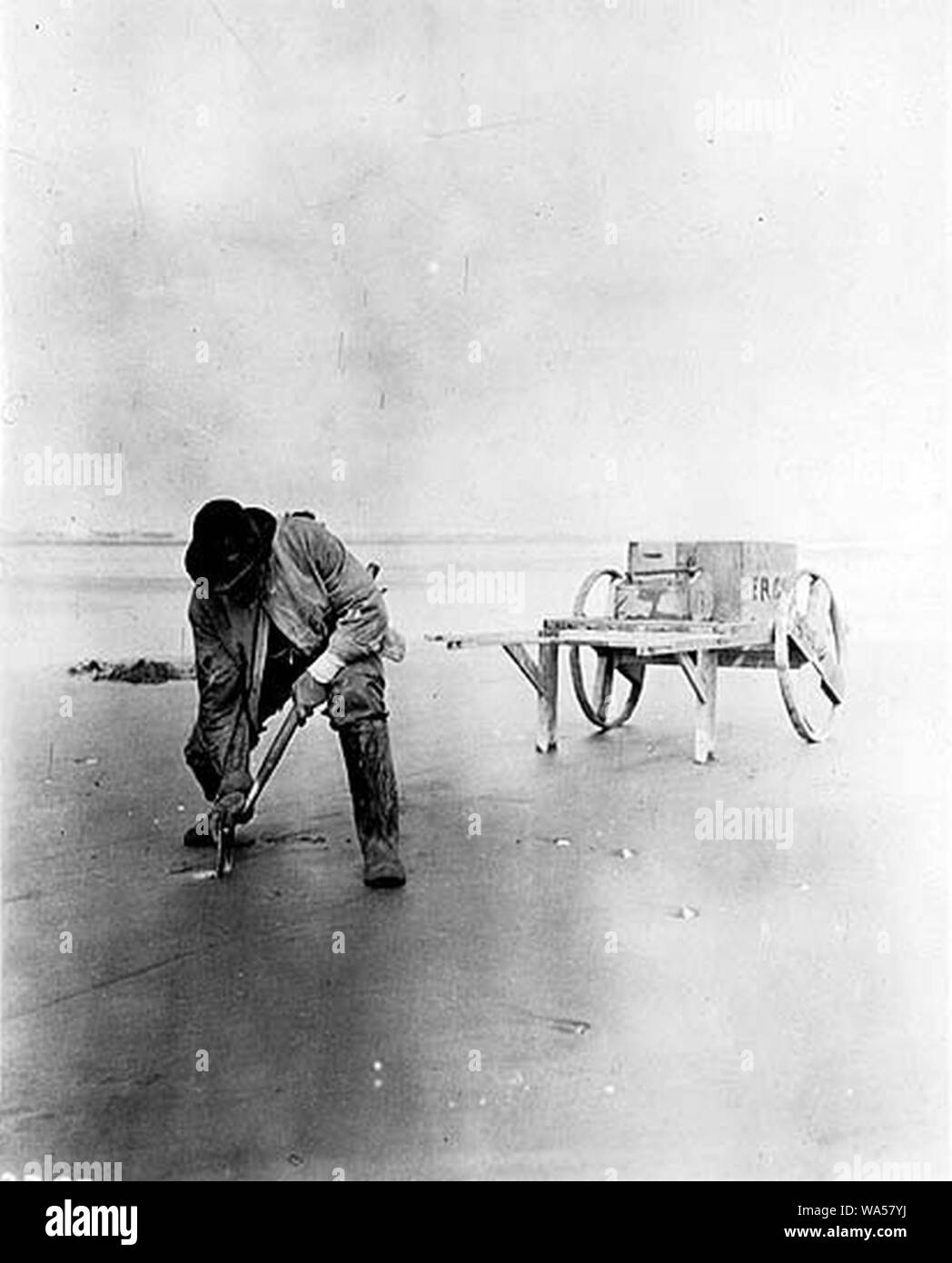 Scavare i cannolicchi sulla spiaggia vicino Copalis Washington 1915 (Cobb 23). Foto Stock