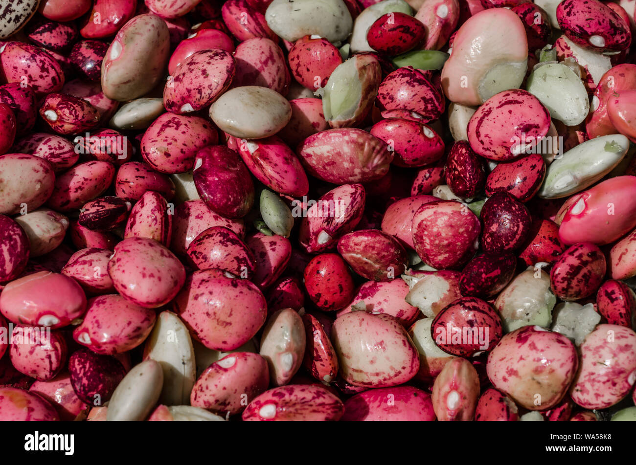 Homegrown fresche biologiche meridionale burro maculato pisello. Colorata ricca di Burro Sgusciate i piselli, Baby Fagiolo di Lima. Deliziosa, nutriente fibra e proteina. Foto Stock