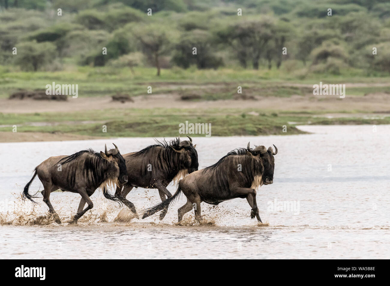 Gnu in esecuzione in un invaso Lago Ndutu, Serengeti, Tanzania Foto Stock