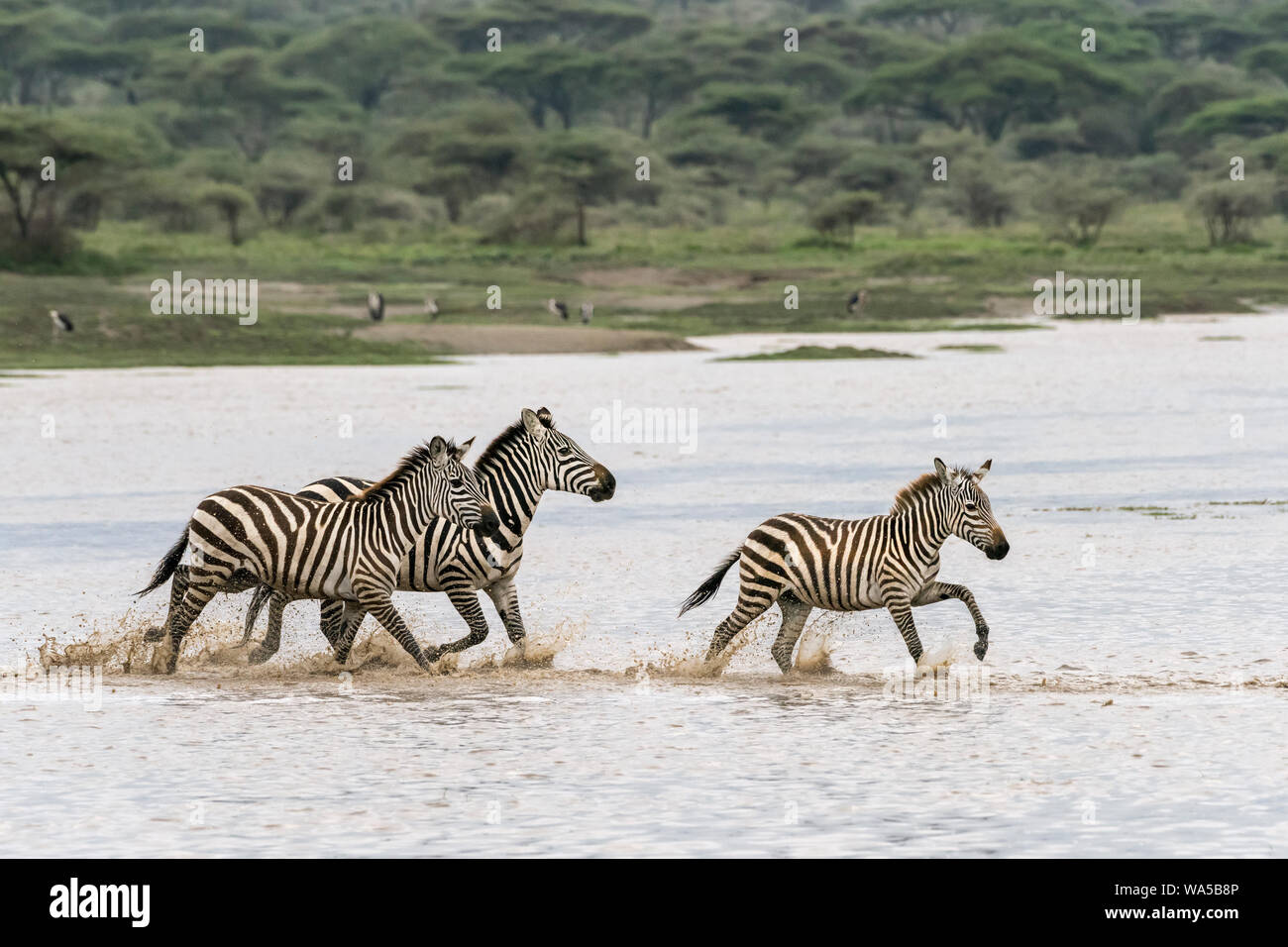 Famiglia Zebra in tutta allagata Lago Ndutu, Serengeti, Tanzania Foto Stock